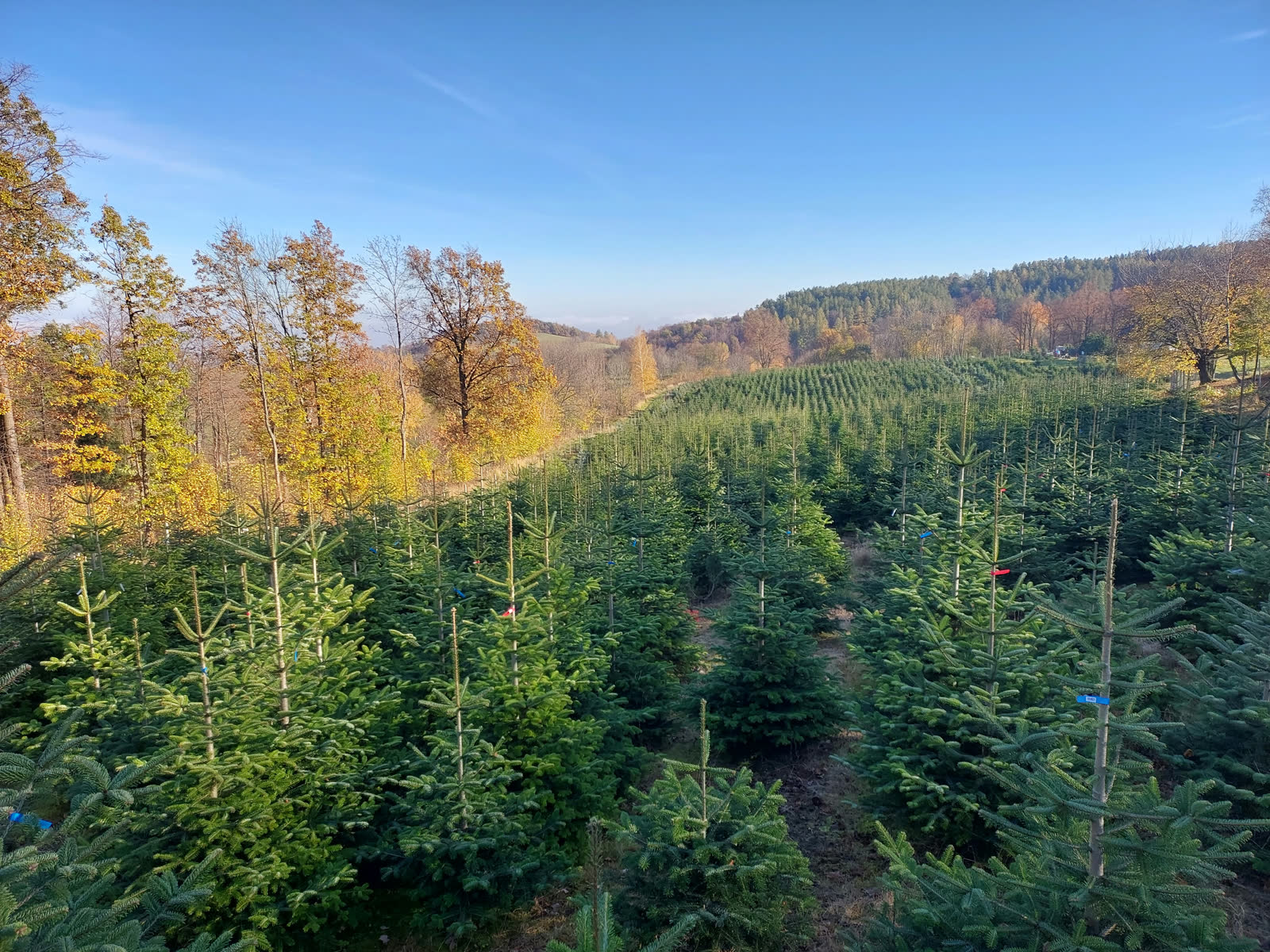 Podzimní obhlídka. Slunce nad plantáží.