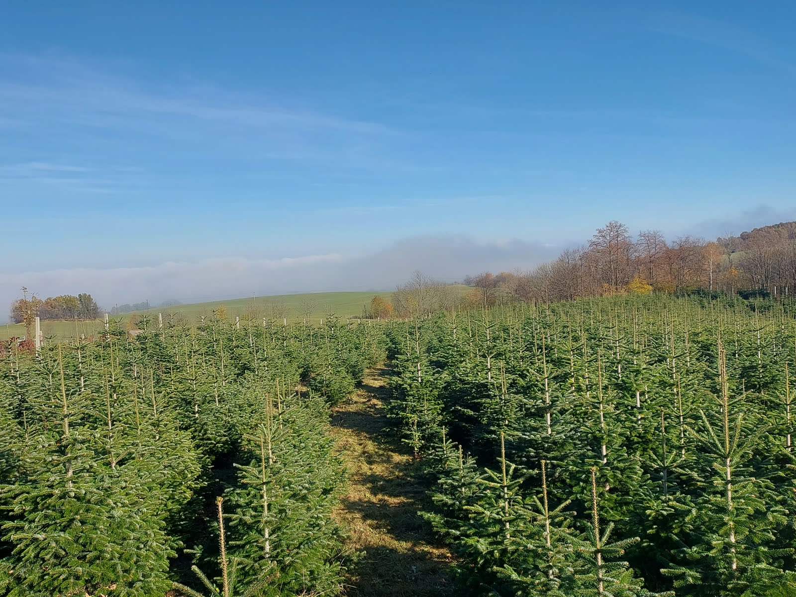 Ráno na plantáži má svoji magii. Mlha nad jedlemi.