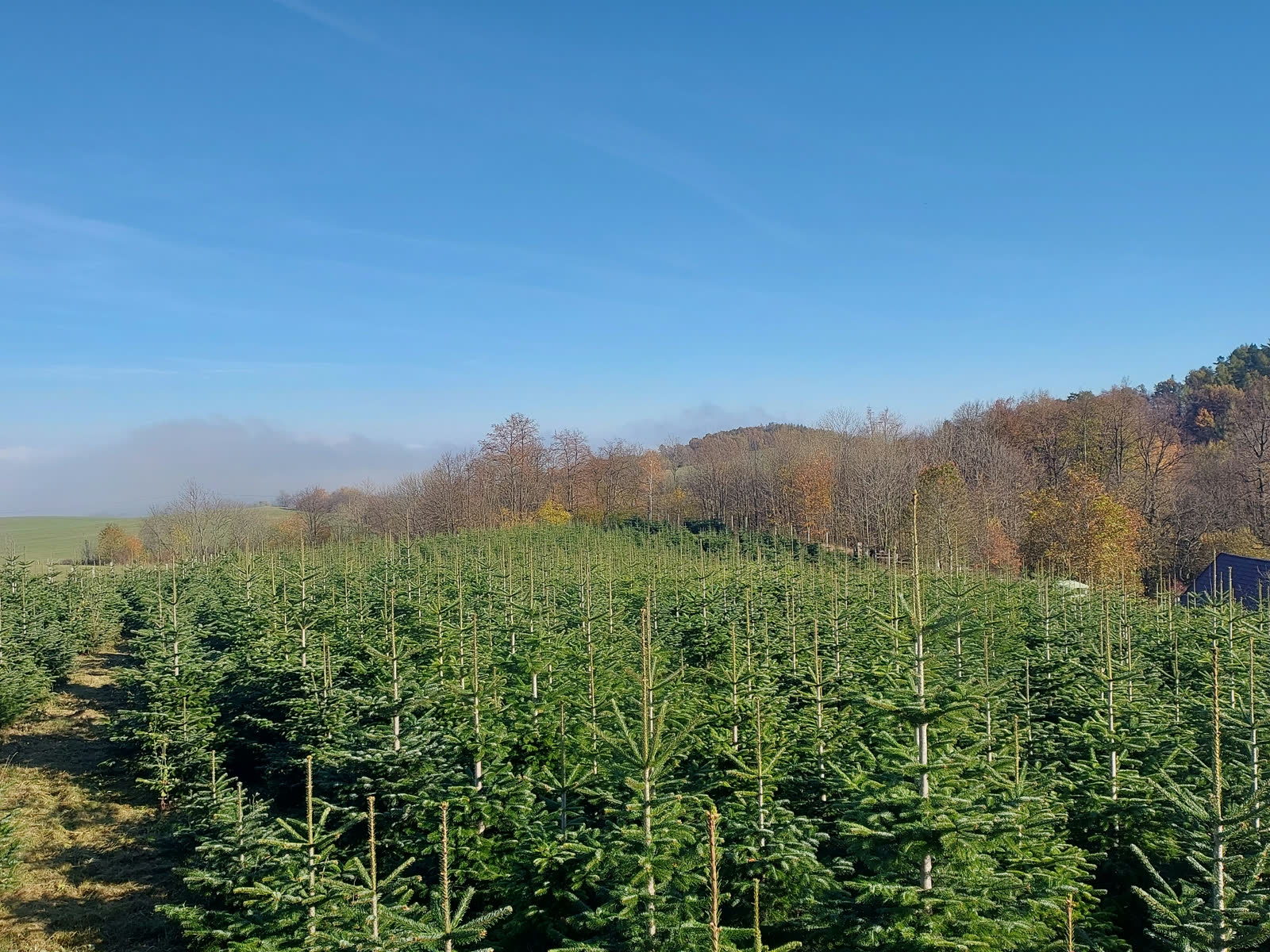 Listí padá, jehličí drží. Plantáž na podzim.