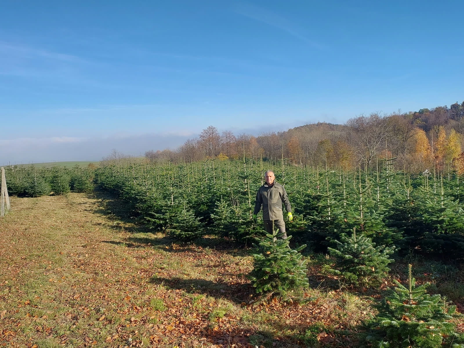 Procházka mezi řadami. Podzim na plantáži.