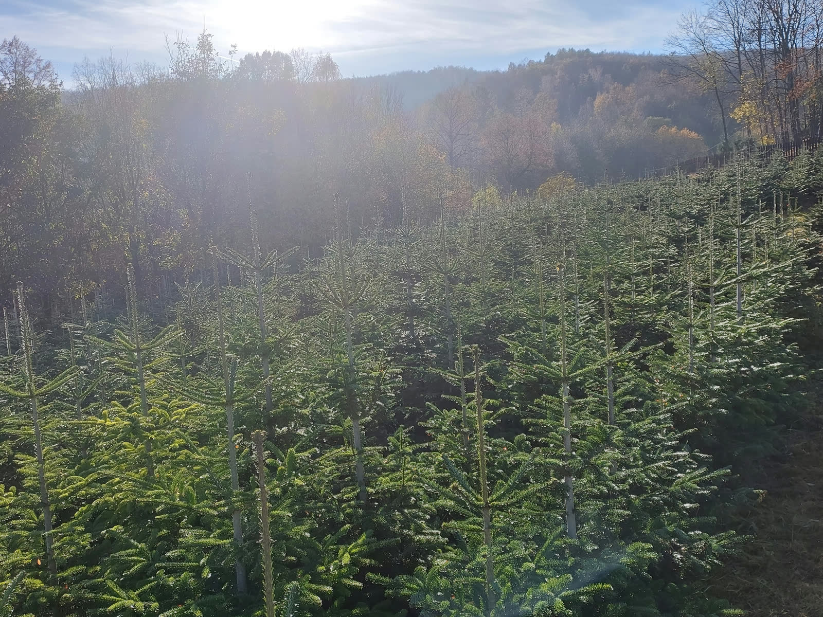 Rosteme i do svahu. Plantáž v terénu.