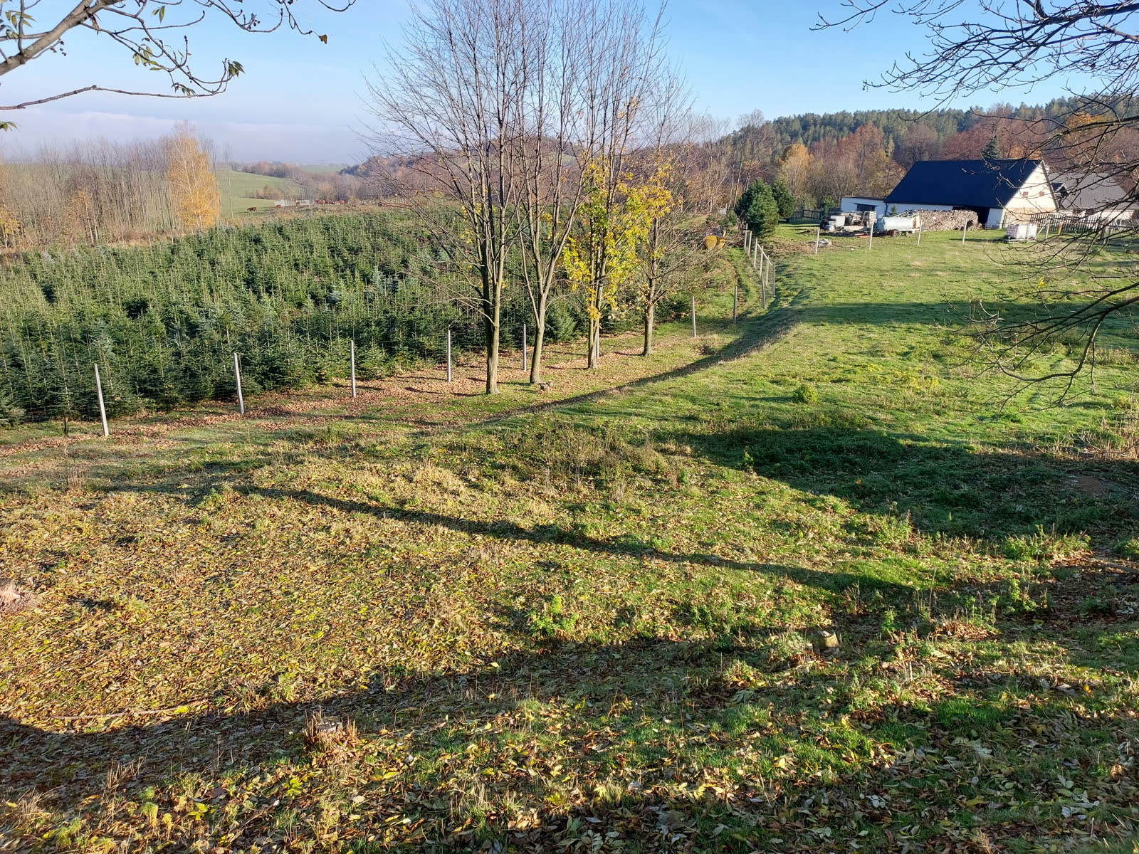 Tolik stromků, tolik příběhů. Pohled přes plantáž.