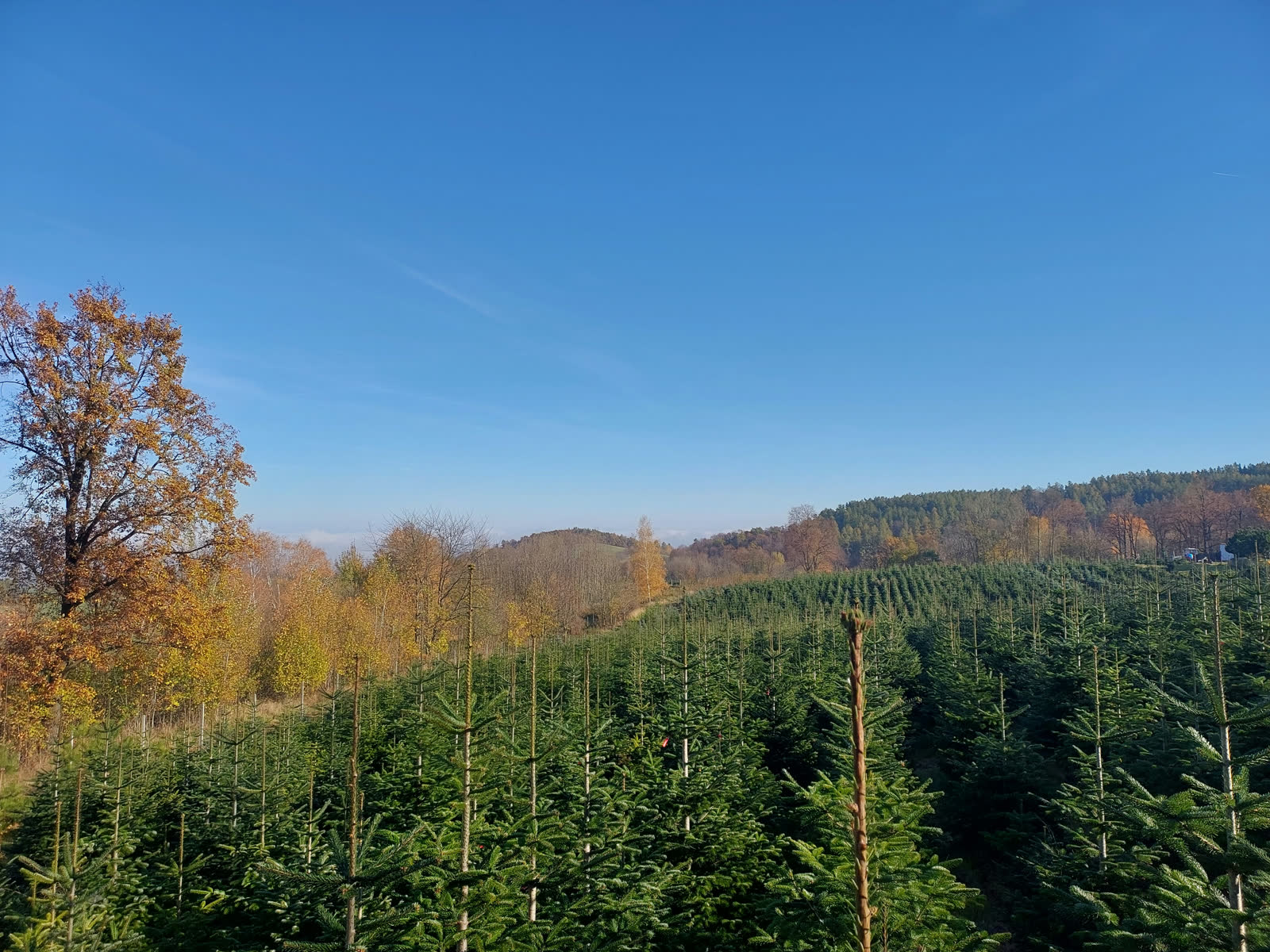 Říjen na plantáži. Podzimní obhlídka.