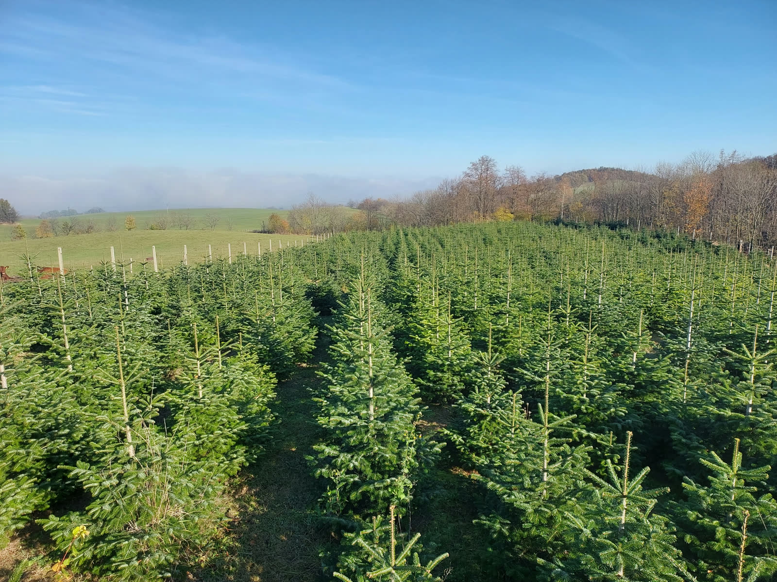 Léto u nás voní pryskyřicí. Letní plantáž.