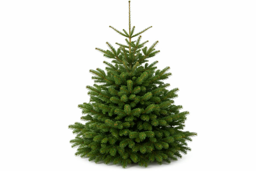Jedle kavkazská (Abies nordmanniana) — vánoční stromek