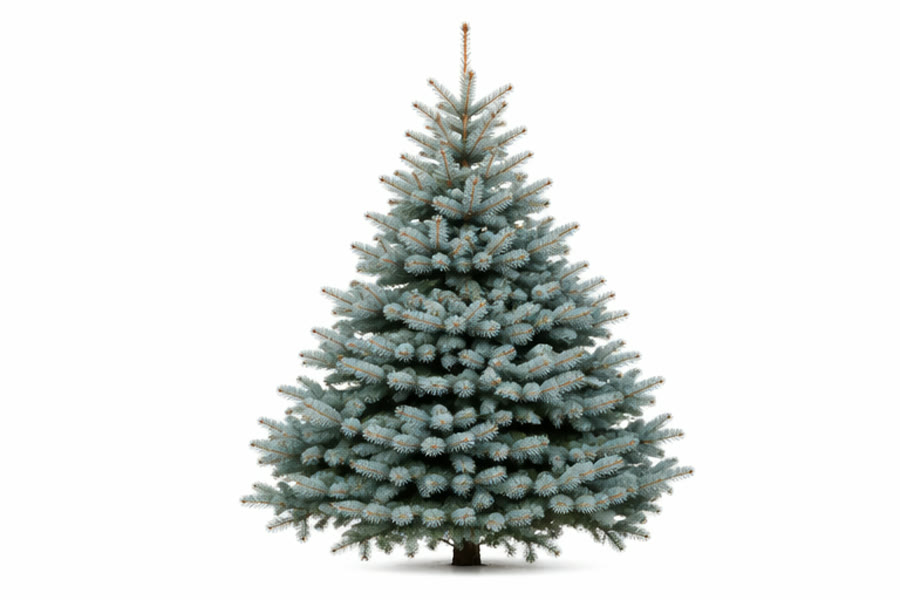 Smrk stříbrný (Picea pungens) — vánoční stromek